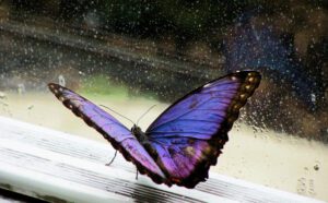 A purple butterfly sits on a window sill in the rain.