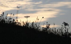 A silhouette of a flower on a hill at sunset.