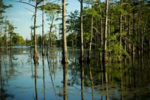 A cypress swamp with trees reflected in the water.