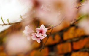 A pink flower on a branch in front of a brick wall.