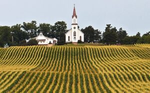 A white church sits on top of a field of corn.