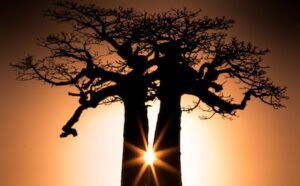 Two baobab trees are silhouetted against the sun.