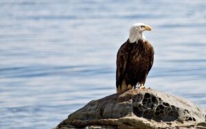 A bald eagle perched on a rock near the water.