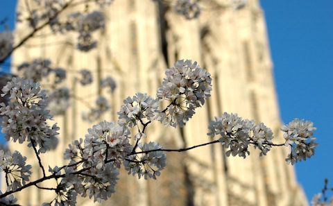 A white flowering tree in front of a tall building.