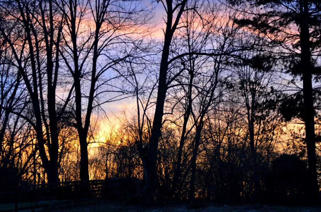 A sunset behind trees.