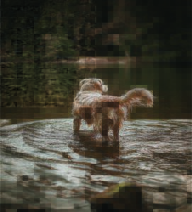 A dog standing in the water near a tree.