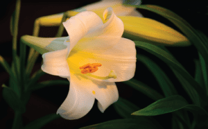 A white lily with a yellow center.