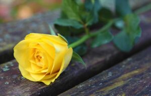 A yellow rose sits on a wooden bench.