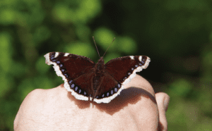 A butterfly sitting on a person's hand.