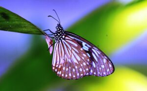 A butterfly is sitting on a green leaf.