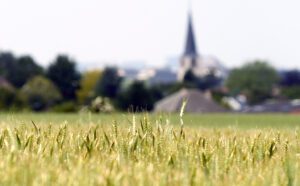 A wheat field with a church in the background.