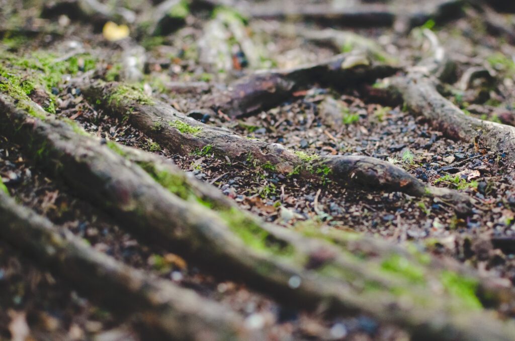 A close up of moss covered branches in a forest.