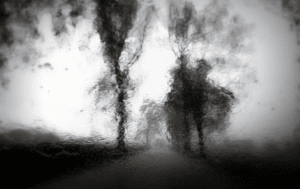 A black and white image of trees in the fog.