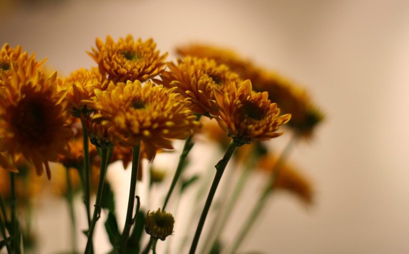 Yellow chrysanthemums in a vase.