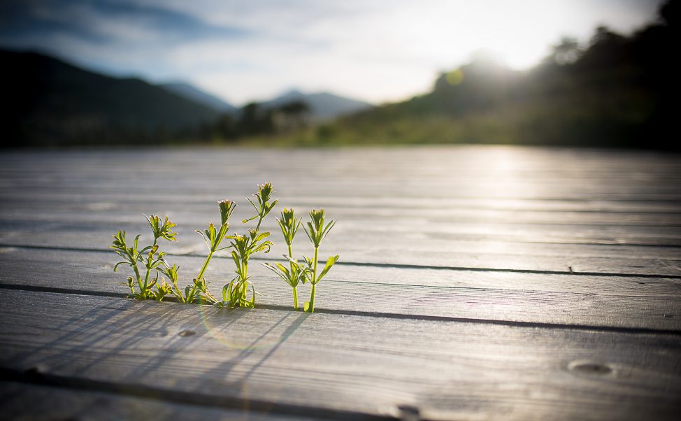 A small plant growing on a wooden deck.