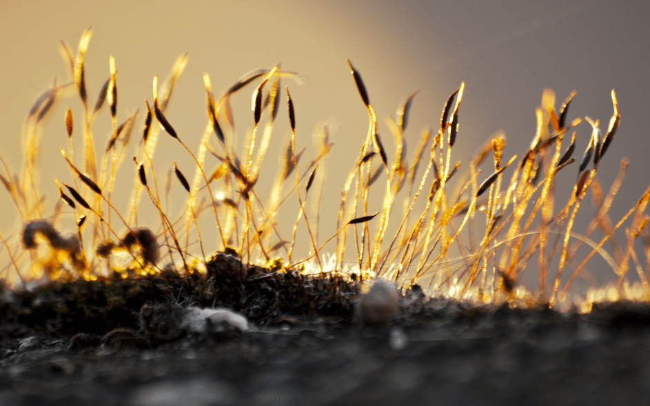 A close up of grass with the sun shining on it.