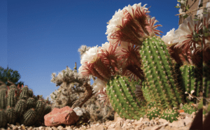 A cactus with white flowers in the desert.