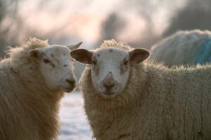 Two sheep standing in the snow.