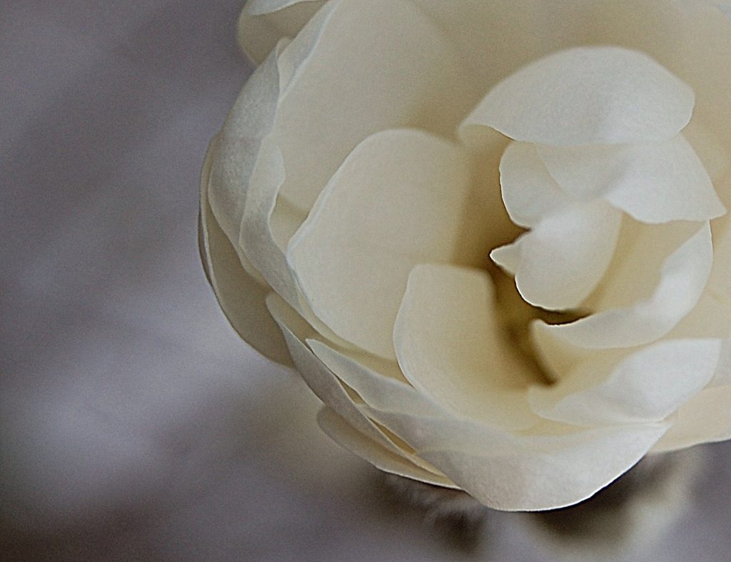 A white flower in a vase.