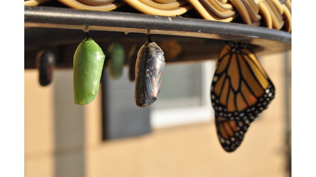 A monarch butterfly is hanging from a light fixture.