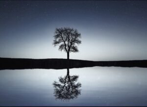 A lone tree is reflected in a lake at night.