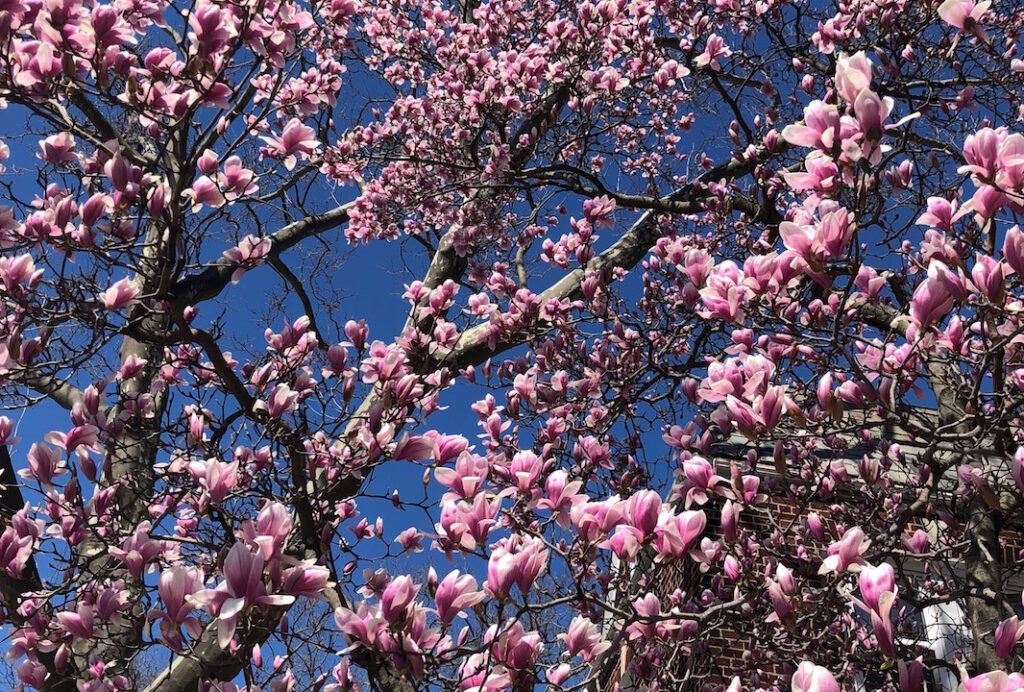 A pink magnolia tree in bloom against a blue sky.