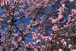 A pink magnolia tree in bloom against a blue sky.